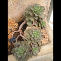 Aeonium Valverdense (fam Crassulacees) (Iles Canaries) (01)